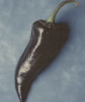 A dried chile pepper on a blue background